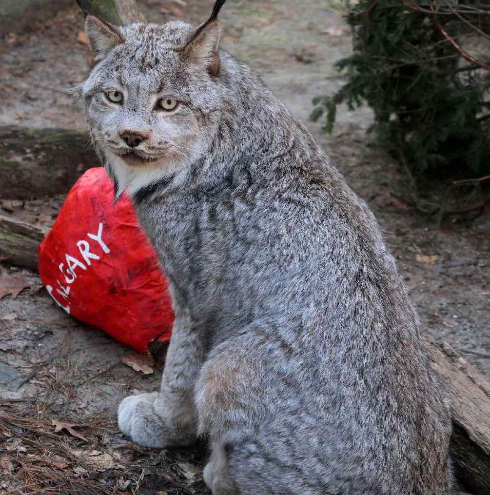 加拿大猞猁 21岁零7个月，世界第二长寿加拿大猞猁被安乐死，留下7岁伴侣
