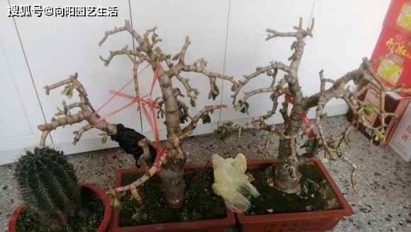 玉树盆景 玉树重剪叶子，大盆养，多光照，喂鸡粪，8个月长成玉树盆景