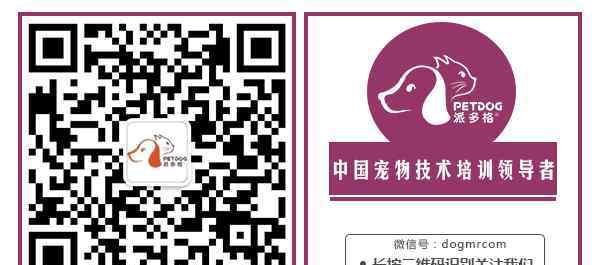狗狗游戏 如何正确的和狗狗玩游戏？一起动起来吧！