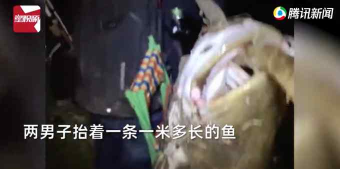 男子钓到罕见大鱼 一米多高需两人抬着走！网友：我去准备粉条了
