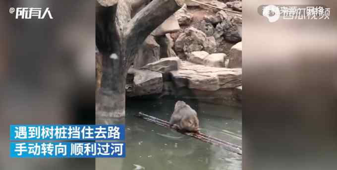 萌翻了！小猴用竹竿当船借助外力渡河 网友：孙悟空直呼内行