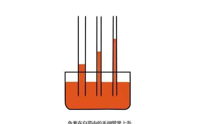 毛细作用 科学小实验：植物是如何“喝水”的，一个白菜吸水实验让你了解毛细现象