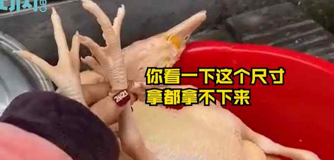 谁能想到？女子过年杀鸡竟找到丢失多年金戒指 戴在“鸡脚”上还挺合适！