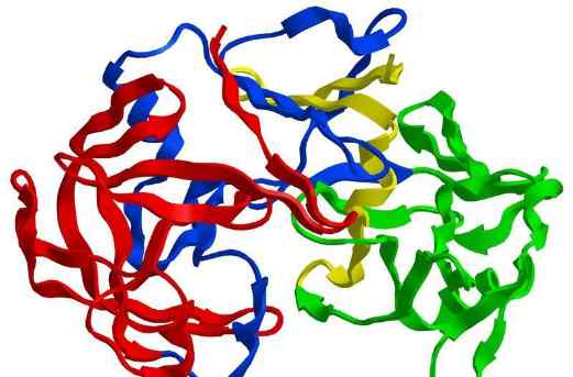 蛋白酶的作用 胃蛋白酶副作用是什么 胃蛋白酶的功效有哪些