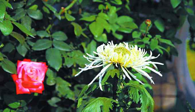 北京市花 周末跟我GO：“花中隐士”为北京市花 秋菊盎然哪里赏菊更佳？