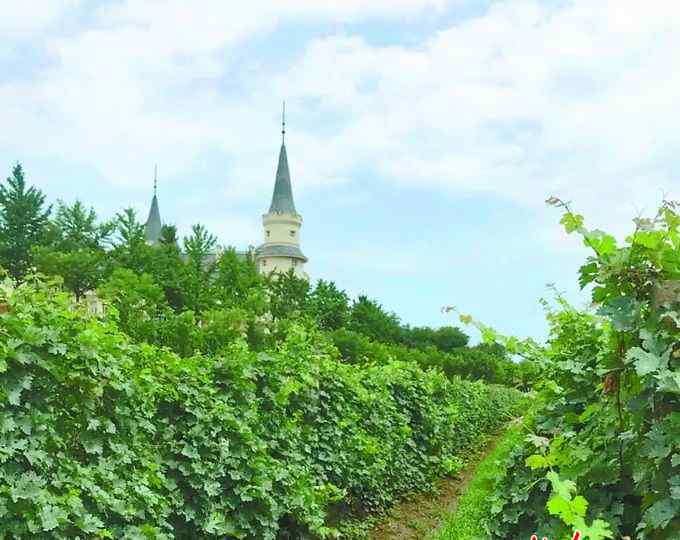 张裕爱斐堡红酒庄园 张裕爱斐堡国际酒庄：成熟季摘葡萄看酿酒 最适合全家一起过周末