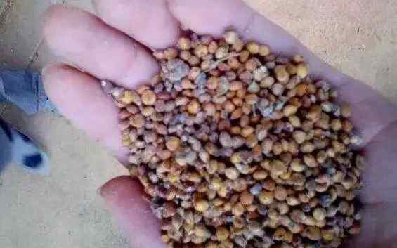 土豆中毒解毒方法 肉牛养殖中常见的7种中毒，看兽医的解毒方法！