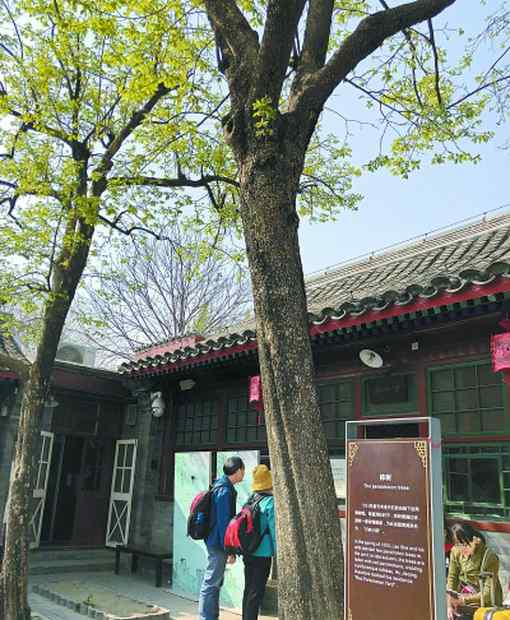 北京老舍故居 探幽旧址：老舍故居，“丹柿小院”怀斯人