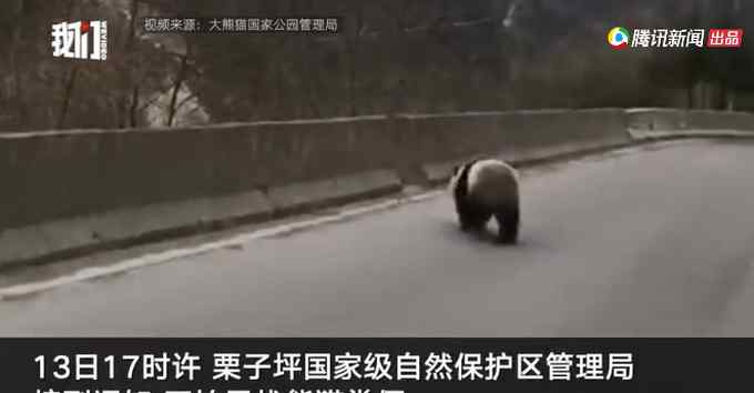 四川村民初二走亲戚 偶遇大熊猫下山“拜年”！网友：带红包了吗？