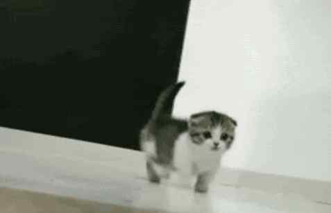 哈森官方旗舰店 猫跟鞋这么火，但只有这款最值得你买！