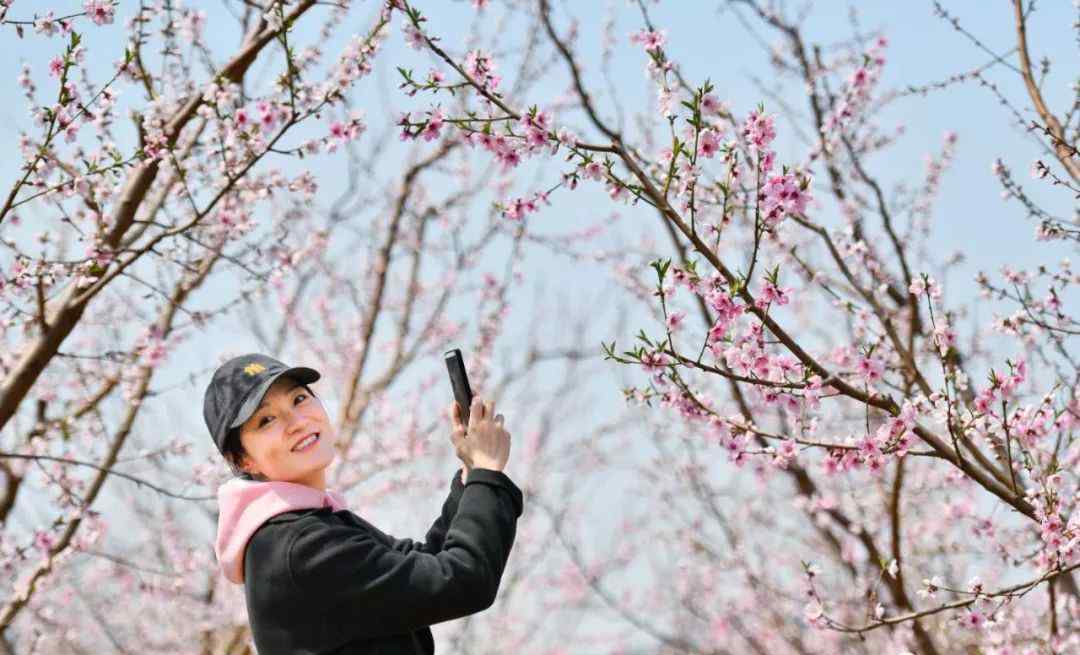 北京平谷桃花节 想体验22万亩桃花海？平谷桃花节开幕，赏花路线看这个就对了！