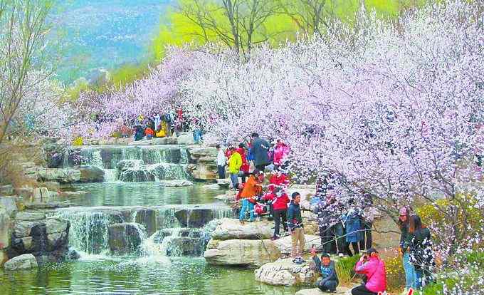 植物园桃花节 北京植物园桃花节即将开幕 “品霞”“品虹”交相辉映