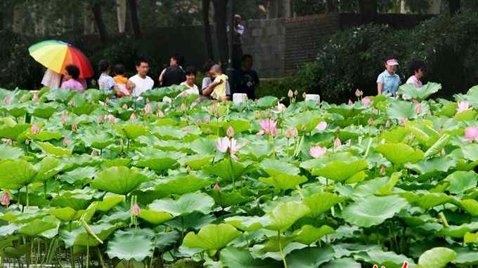 莲花池公园 北京莲花池公园将扩容4.2公顷，将打造三环内“城市生态森林”