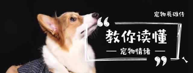 拉布拉多被打会记仇吗 狗狗一旦拥有这几种特性，就只能训不能打，不然它们会记仇文章配图