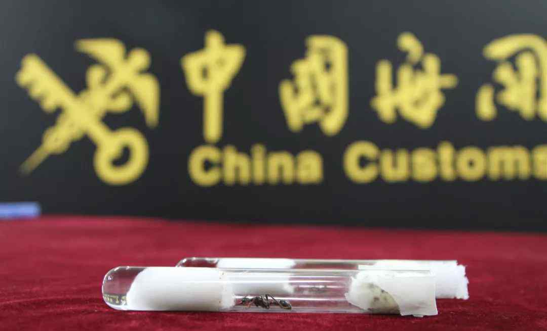 宠物蚂蚁 海关查获澳巨无霸宠物蚂蚁，身长堪比一元硬币直径，网友：想啥呢