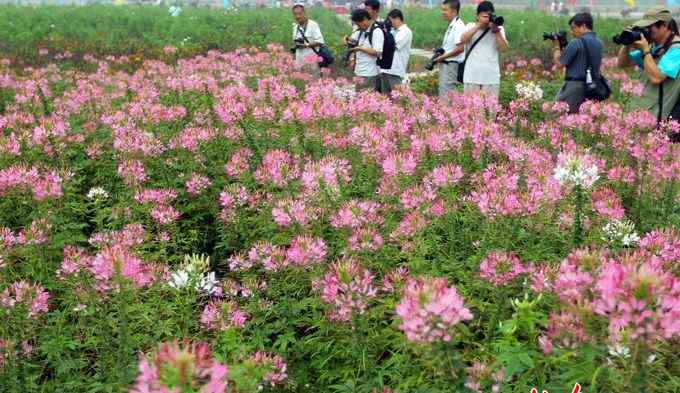 九层塔在菜场叫什么 昔日网红休闲地转型产业创意园 花乡大姐从“花仙子”到“罗勒王”