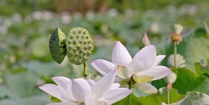 本草中国第二季 《本草中国》第二季开播 生动再现中医药“活文物”