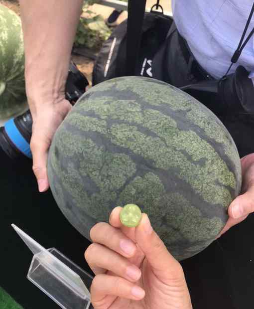 拇指西瓜种子 203个西瓜品种亮相北京市农作物品种展示会，拇指西瓜你吃过吗？