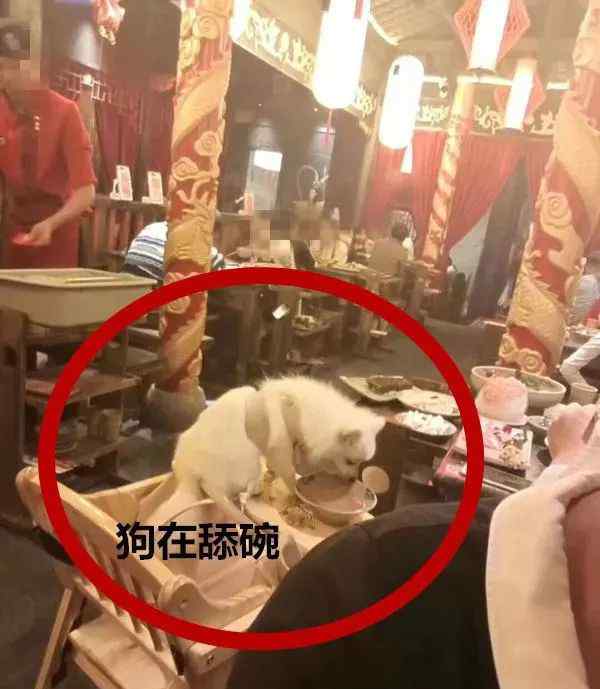 常州火锅 常州小龙坎火锅店现人狗一桌同吃 当众舔食餐盘无人管