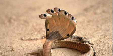 少林寺出现五头蛇是真的吗：世界有哪些神秘生物出现过