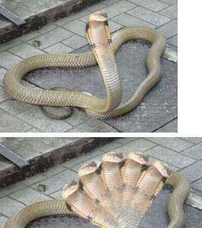 少林寺出现五头蛇是真的吗：世界有哪些神秘生物出现过