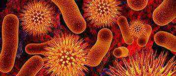 肥胖症患者中：关于肠道菌群结构——拟杆菌2型