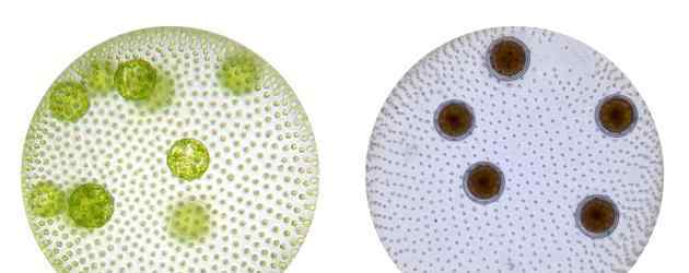 性之谜团：植物、原生生物与人类无处不在的性行为