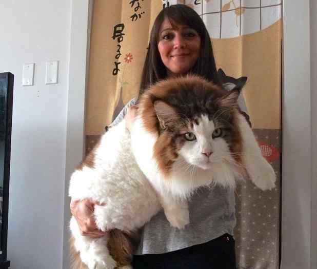 世界最小的猫列入吉尼斯纪录 皮堡斯小猫真实图片