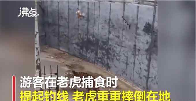 游客拿鸡钓老虎致其重摔 动物园回应！网友都无语了