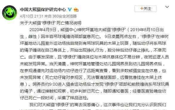 央视报道熊猫禄禄仔：大熊猫禄禄仔因丰容吊球绳缠绕颈部窒息