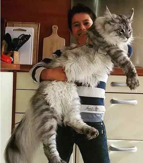 世界最小的猫列入吉尼斯纪录 皮堡斯小猫真实图片