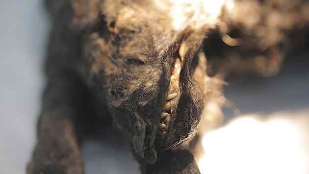 一只属于古代西伯利亚人的“木乃伊狗”幼崽 至今仍保留着牙齿