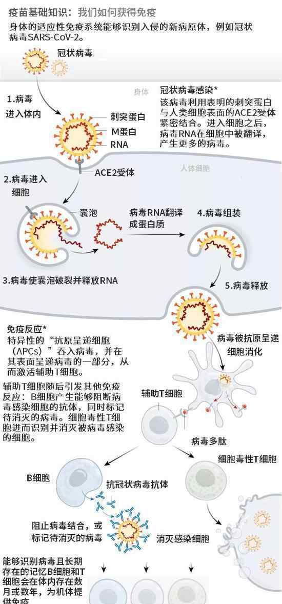 科学家们希望通过八种方式实现对SARS-CoV-2的免疫
