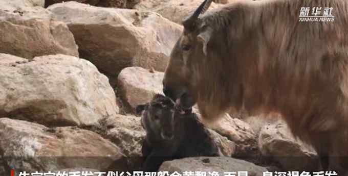 可爱！杭州迎来牛年第一只国宝动物金毛羚牛 网友：出生即巅峰
