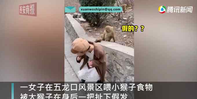 女子景区喂小猴被大猴扯掉假发：我和它都吓了一跳！现场画面令网友笑翻