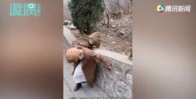 女子景区喂小猴被大猴扯掉假发：我和它都吓了一跳！现场画面令网友笑翻
