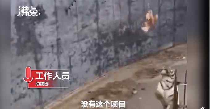 游客拿鸡钓老虎致其重摔 动物园回应！网友都无语了