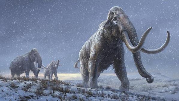 科学家提取165万年前猛犸象DNA 究竟是怎么一回事