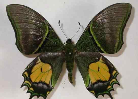 中国珍稀野生动物之昆虫类：中华蛩蠊、枯叶蝶、金斑喙凤蝶