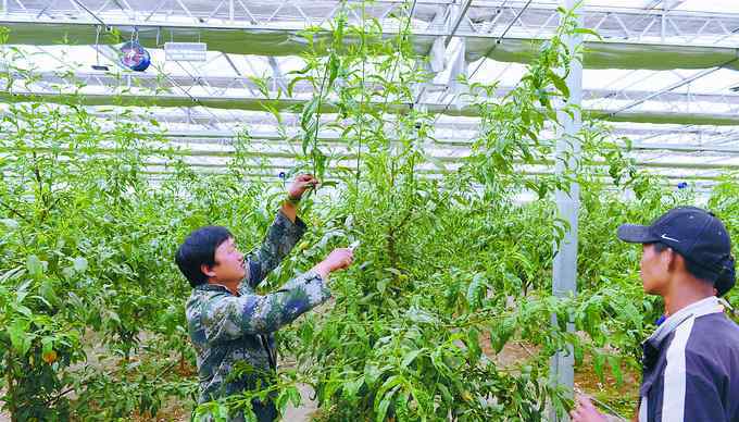 郑州牧专新校区 3800米高原种出平谷桃，科技让拉萨种植业和畜牧业发生巨大变化