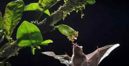 蜂鸟和食蜜蝙蝠都是脊椎动物中的悬停高手