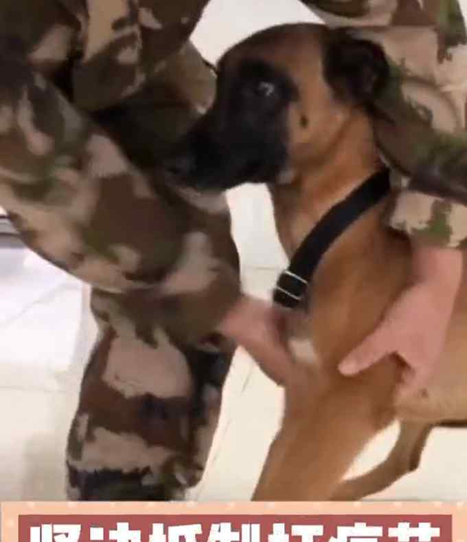 害怕打疫苗的搜救犬勇敢上前线了