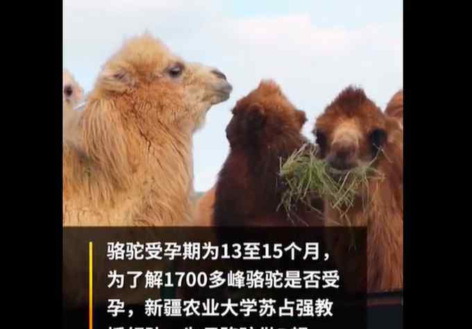 骆驼交配 新疆1700多头骆驼集体做B超，快速判断母骆驼是否配种成功