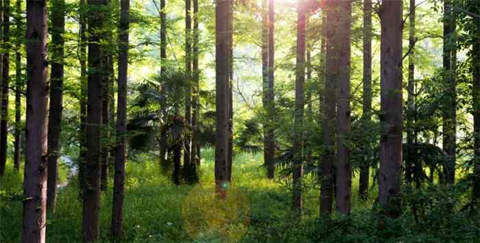 中国最早远古森林：这片远古森林距今约3.71亿年