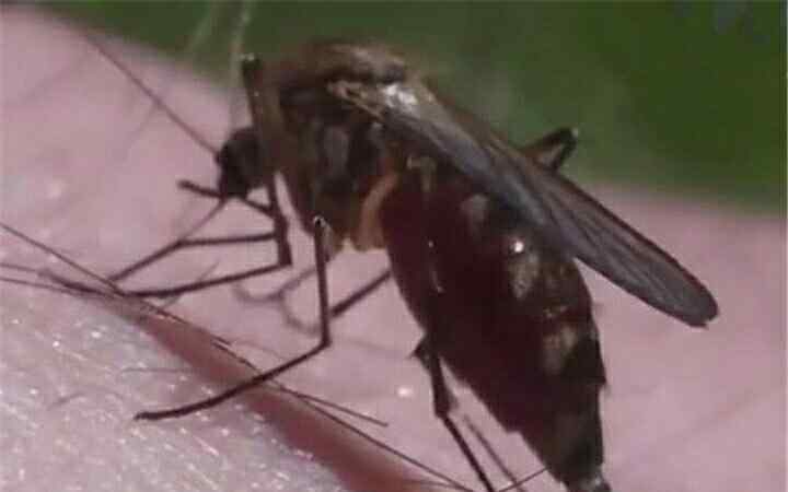 蚊子吸血胀死事件：关于蚊子的10个冷知识