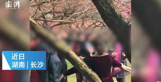 大妈为造桃花雨强行摇拽桃树！网友：这样的照片一点也不“美”