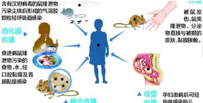 对嘴喝罐装饮料感染出血热 易拉罐可能被老鼠污染