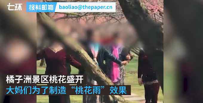 大妈为造桃花雨强行摇拽桃树！网友：这样的照片一点也不“美”