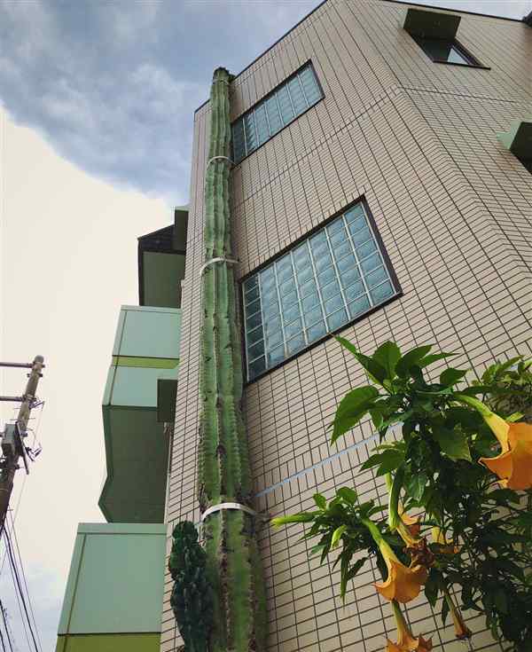 仙人掌“成精”长到3层楼高 顶部长出一物让人惊奇不已