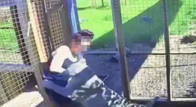 16岁少女进笼子照顾美洲狮遭疯狂扑咬 恐怖一幕被监控拍下